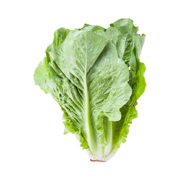 Lettuce, Green Leaf - 24