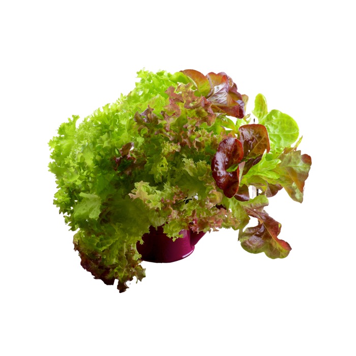 Lettuce Field, Mix - 3lbs