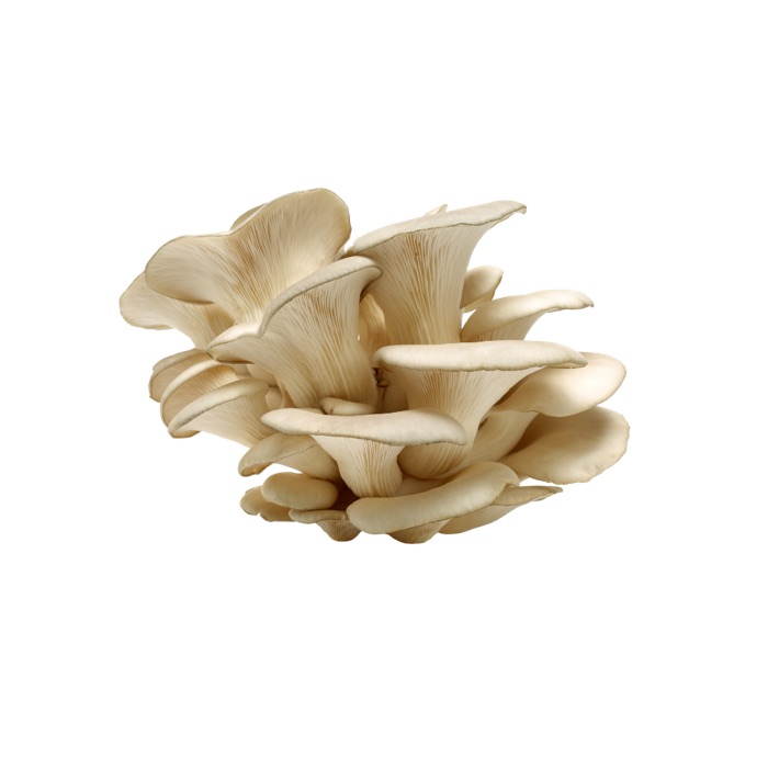 Mushrooms, Oyster - 2lbs