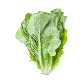Lettuce, Green Leaf – 24