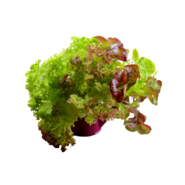 Lettuce Field, Mix – 3lbs