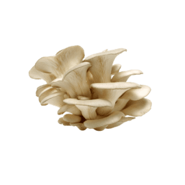 Mushrooms, Oyster – 2lbs