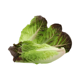 Lettuce, Romaine – 24